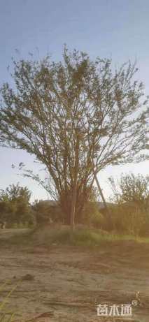 15公分丛生朴树