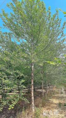 高度700厘米丛生河桦