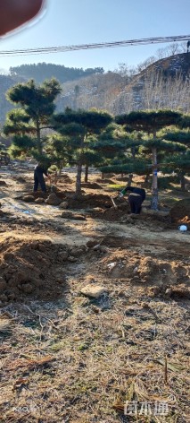 高度200厘米油松