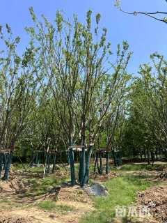 12公分(5杆)丛生朴树