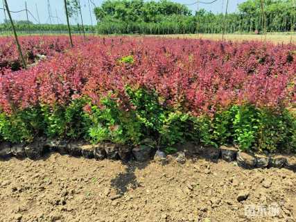 高度30厘米红叶小檗
