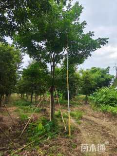 18公分紫花风铃木