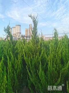 高度250厘米龙柏柱