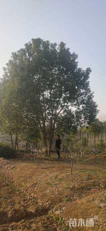 50公分(4杆)丛生香樟