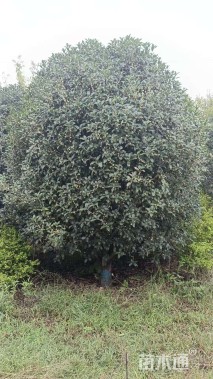 15公分小叶金桂