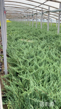 高度40厘米铺地柏