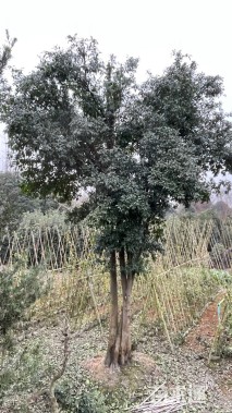 高度600厘米金弹子