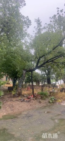 20公分(5杆)丛生朴树
