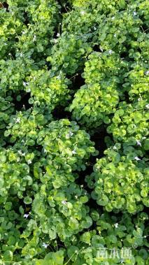 高度15厘米肾叶堇