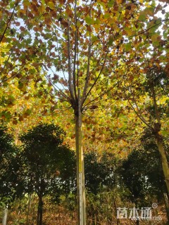 10公分速生法桐