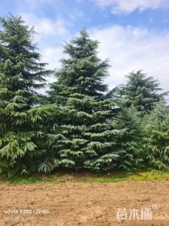高度900厘米雪松