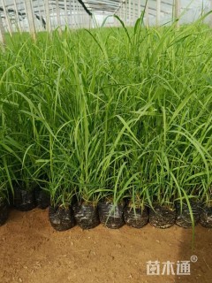 高度25厘米芦苇