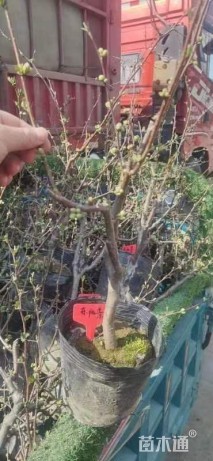 高度30厘米冬红