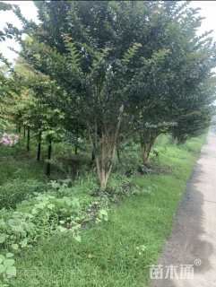 高度400厘米丛生紫薇