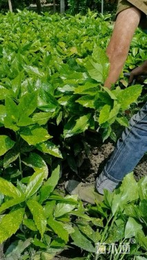 高度30厘米洒金珊瑚