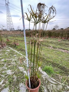 高度40厘米旱伞草