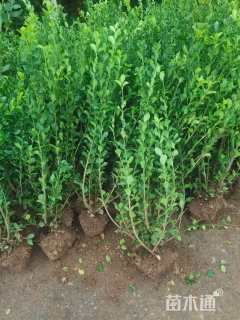 高度60厘米胶东卫矛