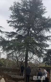 高度1500厘米雪松