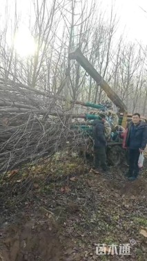 10公分美国红枫