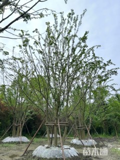 15公分(5杆)丛生朴树