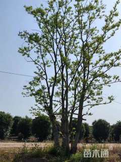70公分(5杆)丛生乌桕