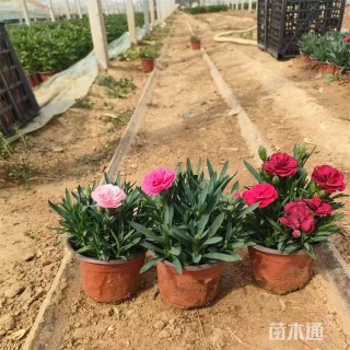 高度20厘米康乃馨