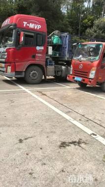 高度350厘米丛生桂花