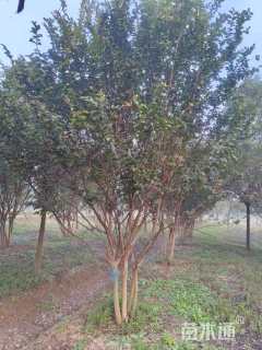 高度800厘米丛生紫薇