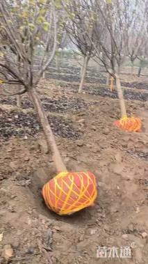 12公分日本晚樱