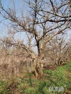 高度300厘米果石榴
