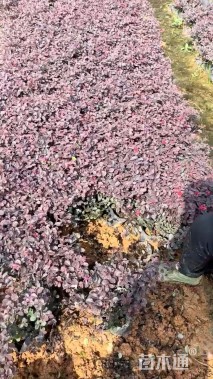 高度30厘米红花继木