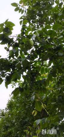 高度500厘米核桃