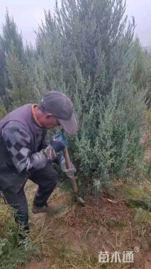 高度300厘米刺柏