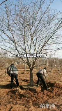 28公分染井吉野樱