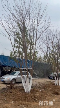 高度650厘米丛生元宝枫