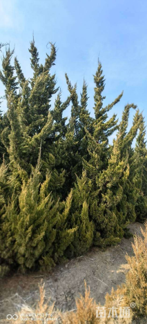 高度400厘米柏树