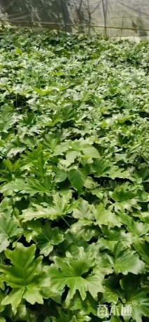 高度25厘米春羽