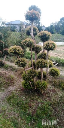 18公分造型赤楠