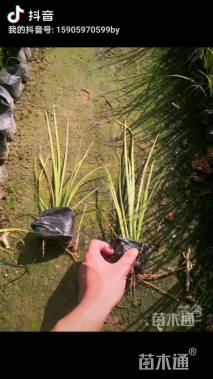 高度20厘米金叶菖蒲