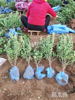 高度50厘米大叶黄杨