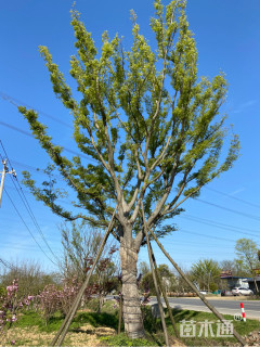 55公分朴树