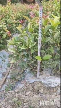 高度30厘米五彩桂花