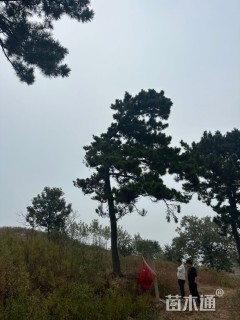 高度300厘米黑松