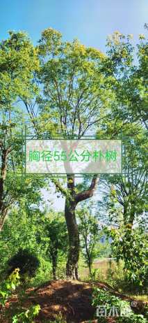 移栽苗丛生朴树