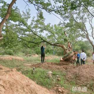 30公分造型乌桕