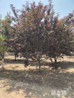 11公分红叶碧桃