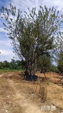 80公分(5杆)丛生朴树