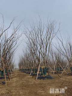 55公分(4杆)丛生朴树