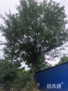 40公分榆树