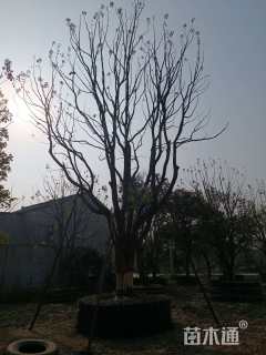 50公分(2杆)丛生香樟